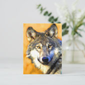 Goldene Augen (Wolf) Postkarten (Stehend Vorderseite)