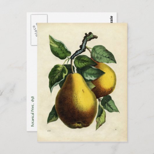 Goldene Birnen Postkarte (Vorne/Hinten)