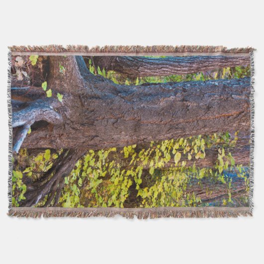 Goldene Blätter auf dem Westgabelpfad Decke (Vorderseite)