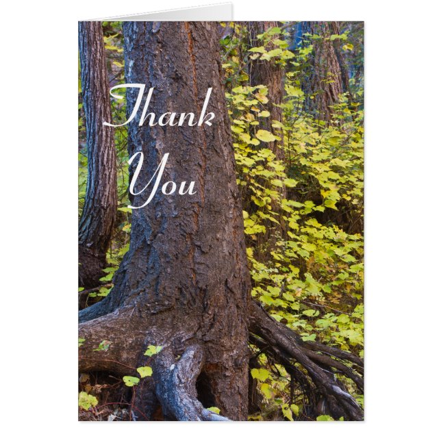 Goldene Blätter auf dem Westgabelpfad. Vielen Dank (Vorne)