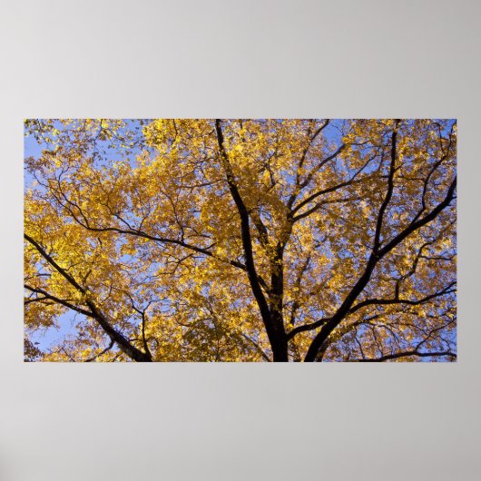 Goldene Blätter im Herbst Baumposter Poster (Vorne)