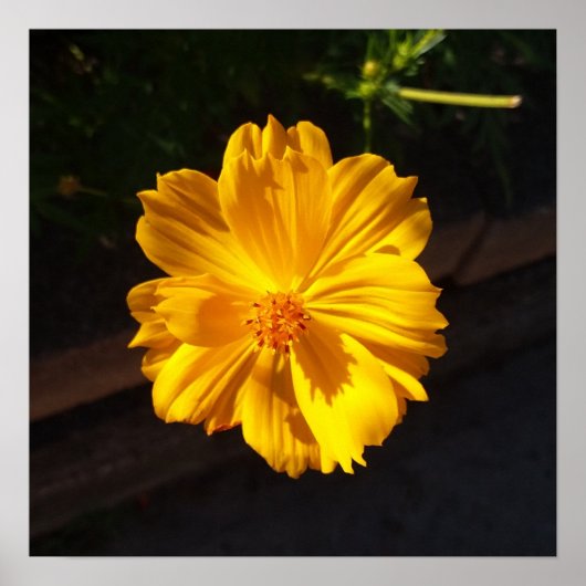 Goldene Blume Makrofotografie Poster (Vorne)