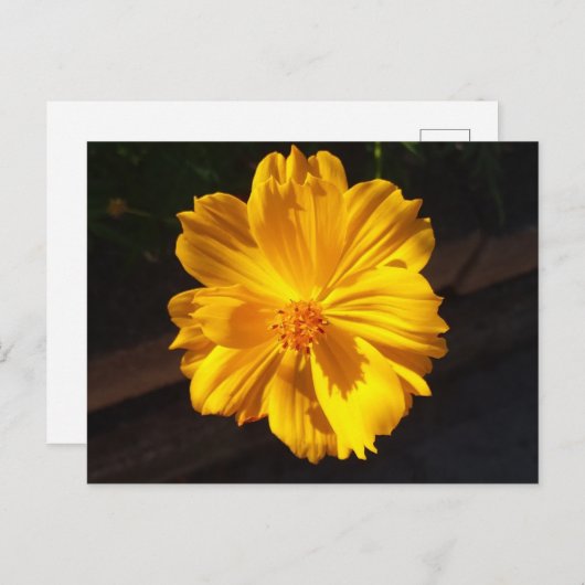 Goldene Blume Makrofotografie Postkarte (Vorne/Hinten)