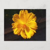 Goldene Blume Makrofotografie Postkarte (Vorderseite)