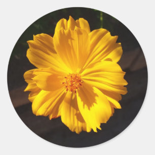 Goldene Blume Makrofotografie Runder Aufkleber