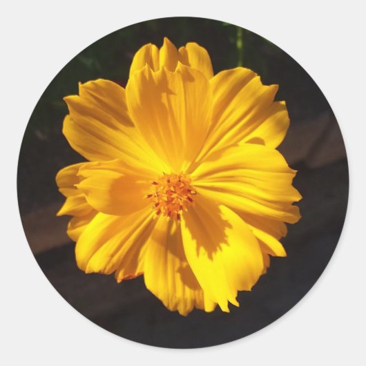 Goldene Blume Makrofotografie Runder Aufkleber (Vorderseite)