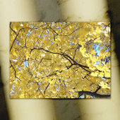 Goldene Canoper Postkarte