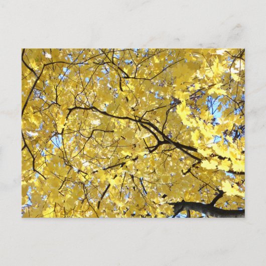 Goldene Canoper Postkarte (Vorderseite)