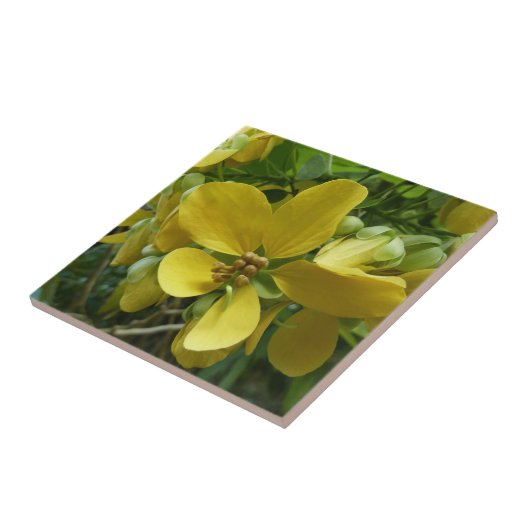 Goldene Dusche Tropengelbe Blüte Fliese (Seite)