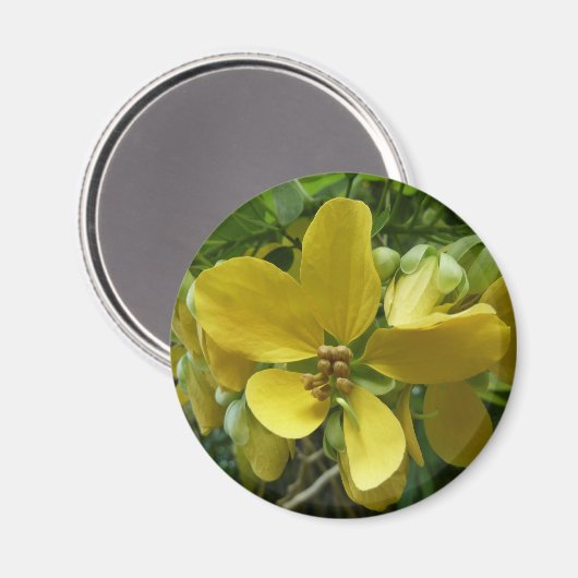 Goldene Dusche Tropengelbe Blüte Magnet (Vorderseite/Rückseite)