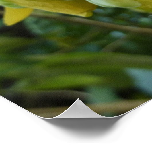 Goldene Dusche Tropengelbe Blüte Poster (Ecke)