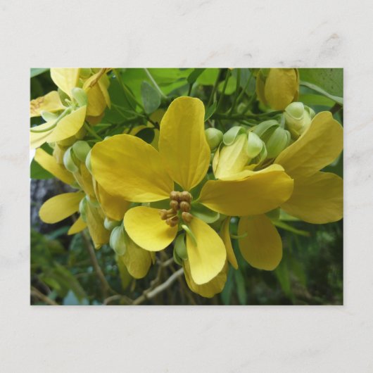 Goldene Dusche Tropengelbe Blüte Postkarte (Vorderseite)