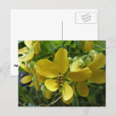 Goldene Dusche Tropengelbe Blüte Postkarte (Vorne/Hinten)