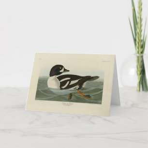 Goldene Ente von Audubon's Birds of America Karte