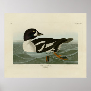 Goldene Ente von Audubon's Birds of America Poster