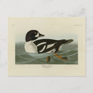 Goldene Ente von Audubon's Birds of America Postkarte