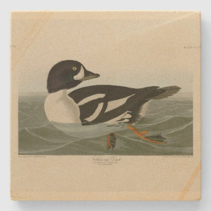 Goldene Ente von Audubon's Birds of America Steinuntersetzer
