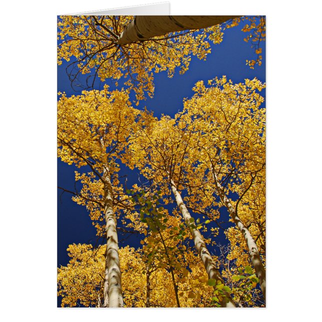 Goldene Espen (Vorne)