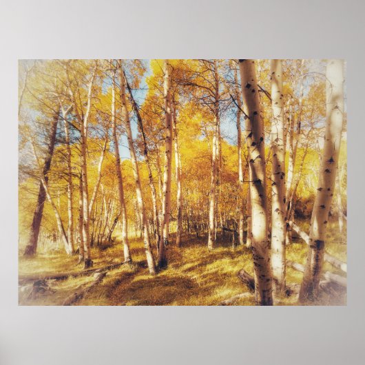 Goldene Espenwaldlandschaft Poster (Vorne)