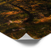 Goldene europäische Lärche in Herbstfarben Poster (Ecke)