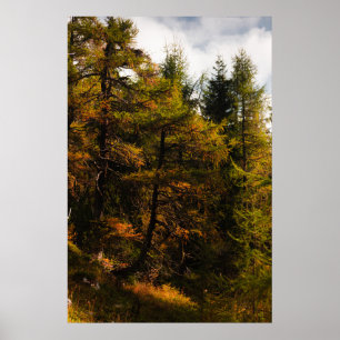 Goldene europäische Lärche in Herbstfarben Poster