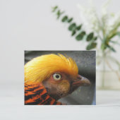 Goldene Fasan Postkarte (Stehend Vorderseite)