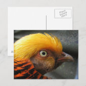 Goldene Fasan Postkarte (Vorne/Hinten)