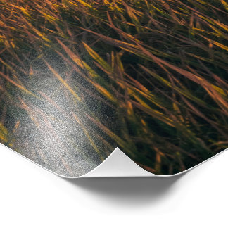 Goldene Felder bei Sonnenuntergang | Ruhiges Foto