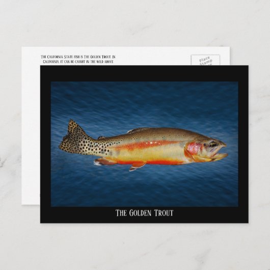 Goldene Forelle auf blauem Wasser, Postkarte (Vorne/Hinten)