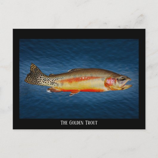 Goldene Forelle auf blauem Wasser, Postkarte (Vorderseite)