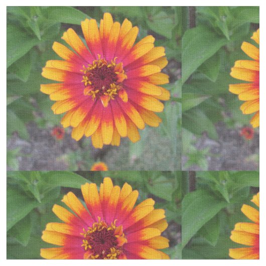 Goldene gelb-orangee Zinnia-Blume Stoff (Nahaufnahme)
