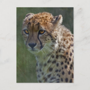 Goldene Gepard-Postkarte Postkarte