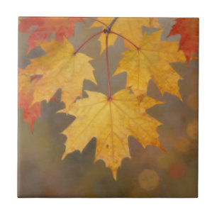 Goldene Herbst-Ahornblätter Fliese