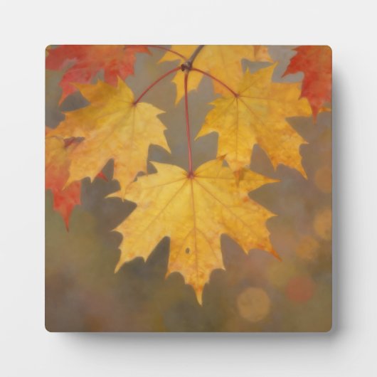 Goldene Herbst-Ahornblätter Fotoplatte (Vorderseite)