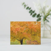 Goldene Herbstbäume Postkarte (Stehend Vorderseite)