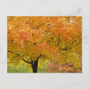 Goldene Herbstbäume Postkarte
