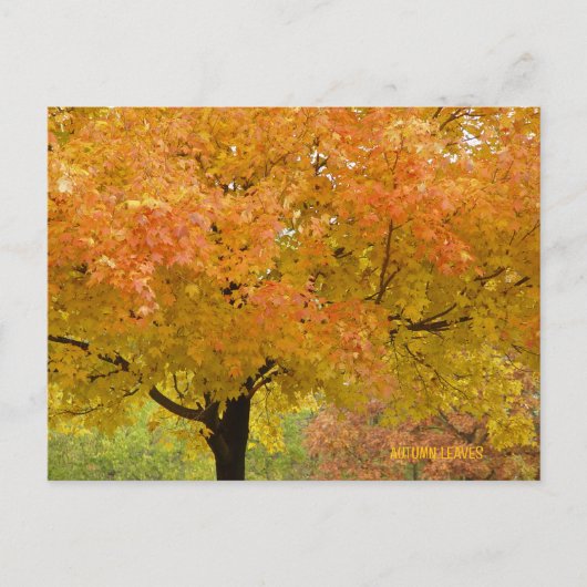 Goldene Herbstbäume Postkarte (Vorderseite)
