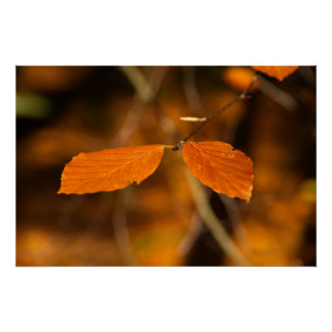 Goldene Herbstlaube Poster