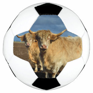 Goldene Highlands: Die Gnade der farbenfrohen Kühe Fußball