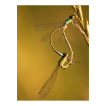 Goldene Kleinlibellen Original-Makrofotografie