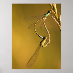 Goldene Kleinlibellen Original-Makrofotografie Poster