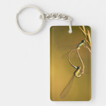 Goldene Kleinlibellen Original-Makrofotografie