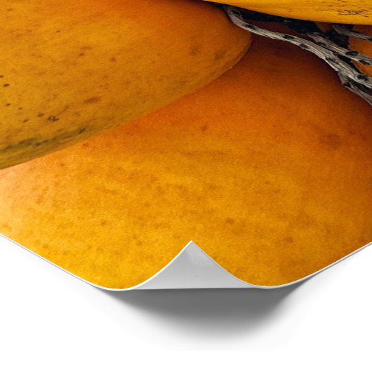 Goldene Kokosnüsse Poster (Ecke)