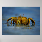 Goldene Krabbe am Meer Print Poster (Vorne)