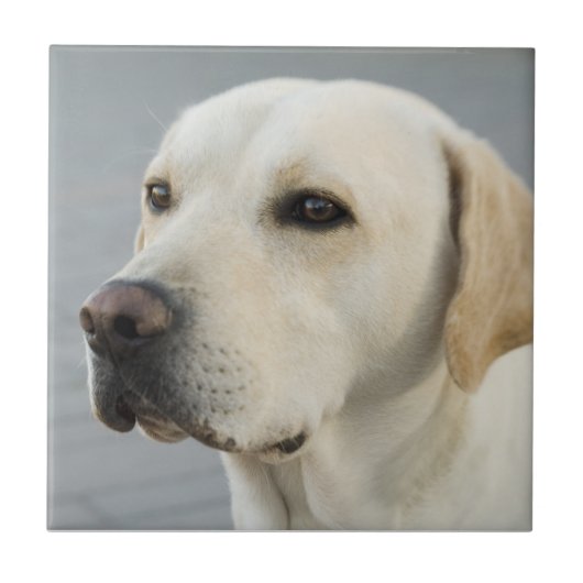 Goldene Labrador retriever-Fotografie Fliese (Vorderseite)