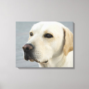 Goldene Labrador retriever-Fotografie Leinwanddruck