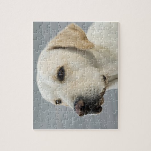 Goldene Labrador retriever-Fotografie Puzzle (Vertikal)
