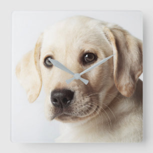 Goldene Labrador-Welpenhose Quadratische Wanduhr