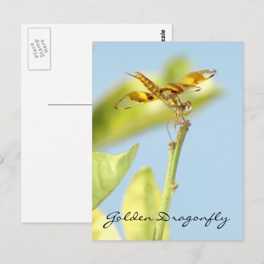 Goldene Libelle Postkarte (Vorne/Hinten)
