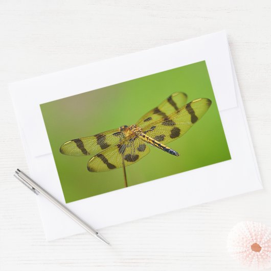 Goldene Libelle Rechteckiger Aufkleber (Umschlag)